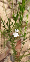 Westringia tenuicaulis