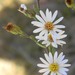 May Prairie Aster - Photo (c) Dwayne Estes, some rights reserved (CC BY-NC), uploaded by Dwayne Estes