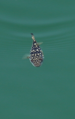 Amblyrhynchote honckenii