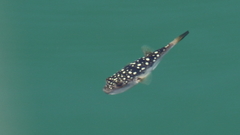 Amblyrhynchote honckenii