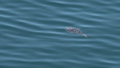 Amblyrhynchote honckenii