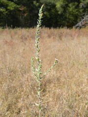 Symphyotrichum estesii