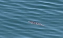 Amblyrhynchote honckenii