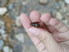 Koreoleptoxis