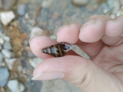 Koreoleptoxis