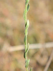 Symphyotrichum estesii