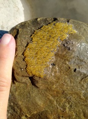 Rhinogobius candidianus