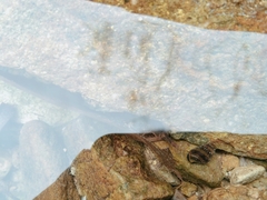 Koreoleptoxis