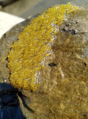 Rhinogobius candidianus