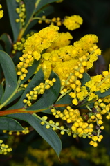 Acacia triptera