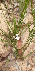 Westringia tenuicaulis