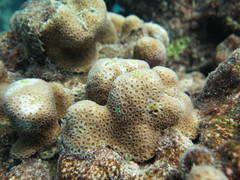 Goniastrea stelligera