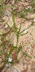 Westringia tenuicaulis