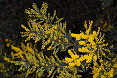 Acacia triptera