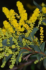Acacia triptera