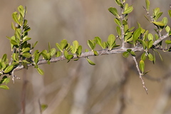 Sideroxylon celastrinum