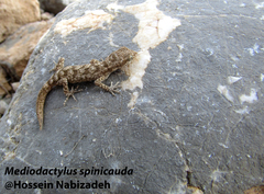 Mediodactylus spinicauda