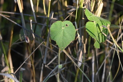 Allowissadula lozanoi