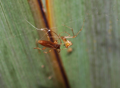 Episinus