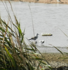 Chroicocephalus ridibundus