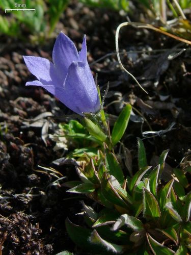 Mountain Harebell