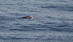 Mesoplodon