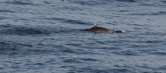 Mesoplodon