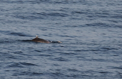 Mesoplodon