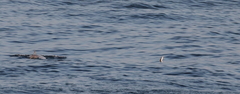 Mesoplodon