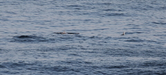 Mesoplodon