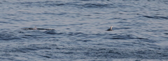 Mesoplodon