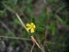 Hibbertia diffusa