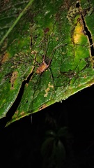 Ventrivomer ancyrophorus