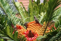 Encephalartos