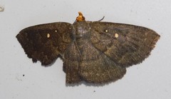 Calesia xanthognatha