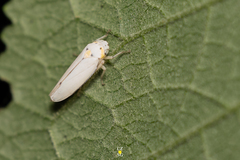 Graphocephala marathonensis