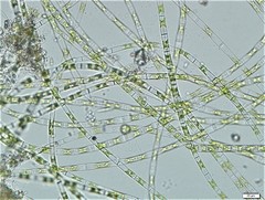 Ulothrix