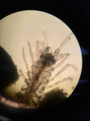 Ianiropsis serricaudis