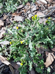 Senecio vulgaris