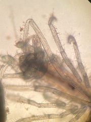 Ianiropsis serricaudis