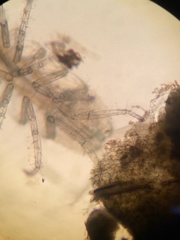 Ianiropsis serricaudis