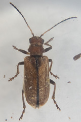 Syneta carinata