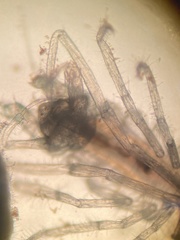 Ianiropsis serricaudis