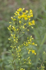 Solidago porteri