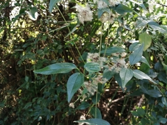 Clematis formosana