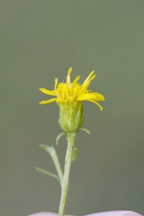 Solidago porteri