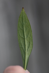Solidago porteri