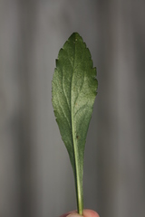 Solidago porteri