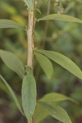 Solidago porteri