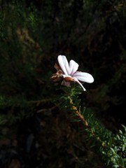Adenandra gummifera